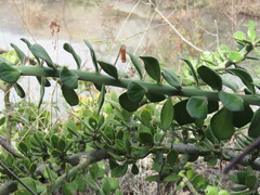 Pereskiopsis diguetii