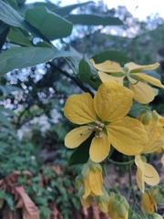 Senna bacillaris