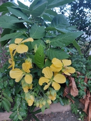 Senna bacillaris