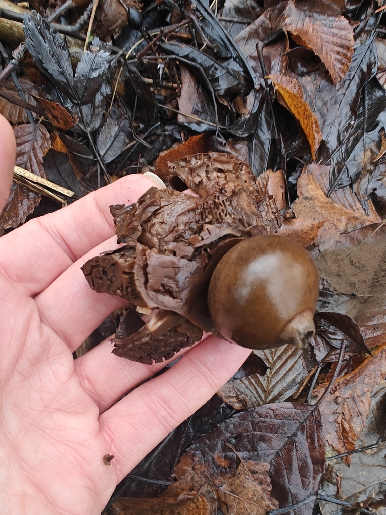 Geastrum michelianum · December 2025 · photo: © johan8153 (iNaturalist, cc-by)