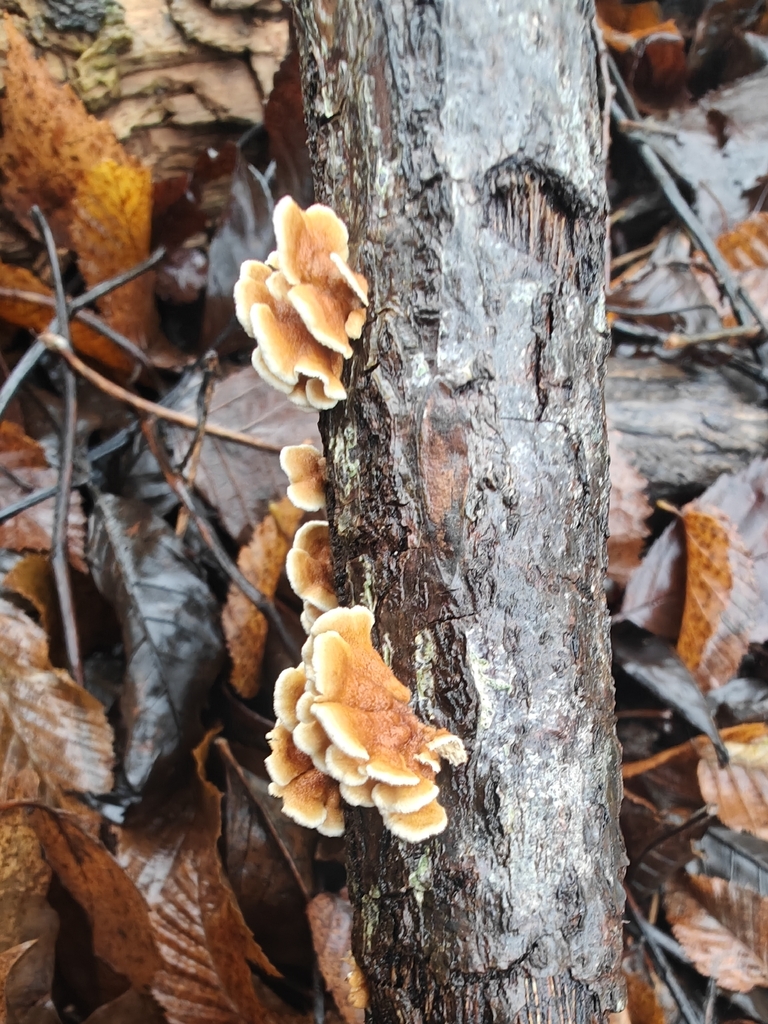 Plicatura crispa · December 2025 · photo: © johan8153 (iNaturalist, cc-by)