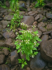 Cardamine scutata