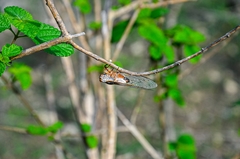 Platypleura canescens