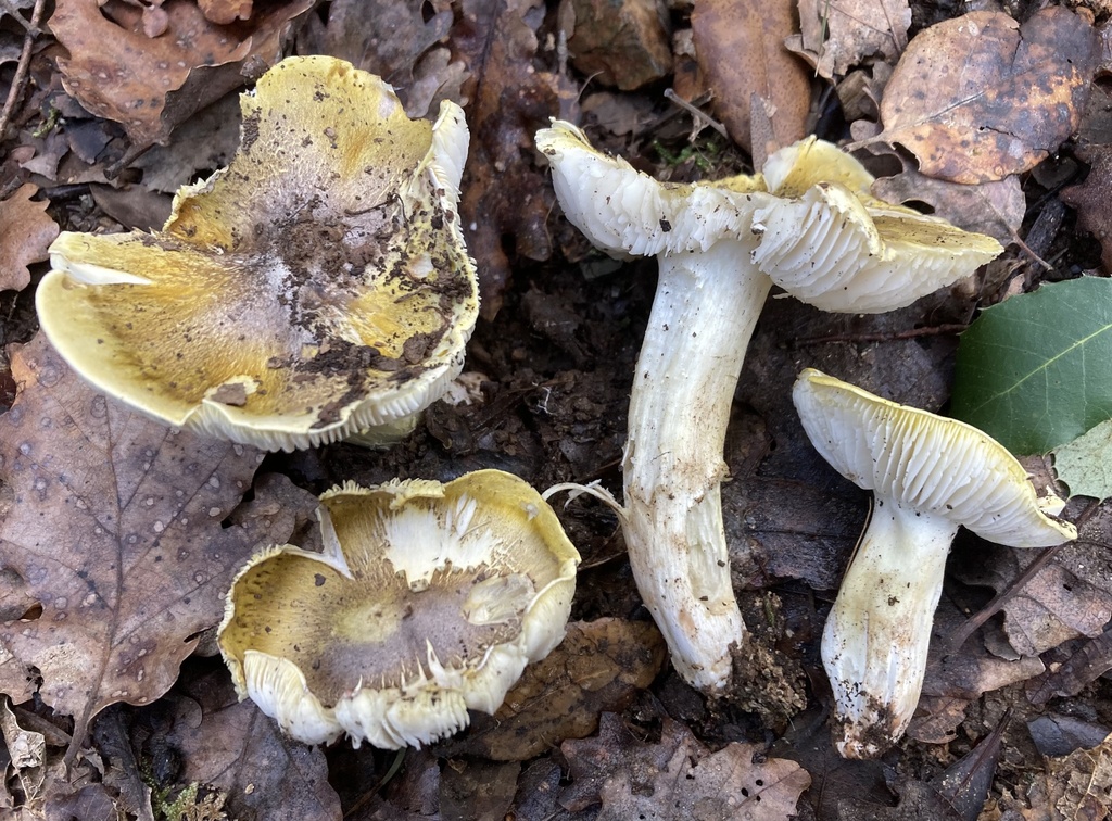Tricholoma sejunctum