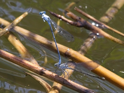 Mesocnemis singularis Karsch, 1891