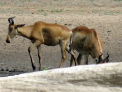 Alcelaphus buselaphus lichtensteinii