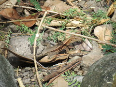 Pholidoscelis fuscatus