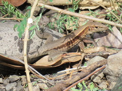 Pholidoscelis fuscatus