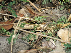 Pholidoscelis fuscatus