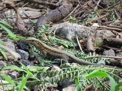 Pholidoscelis fuscatus