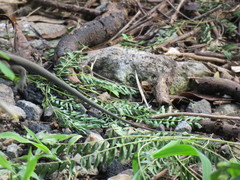 Pholidoscelis fuscatus