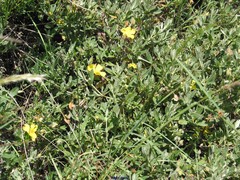 Cistus lasianthus alyssoides