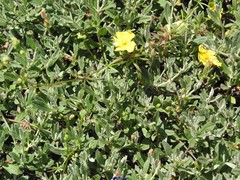 Cistus lasianthus alyssoides