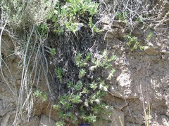 Glandora prostrata