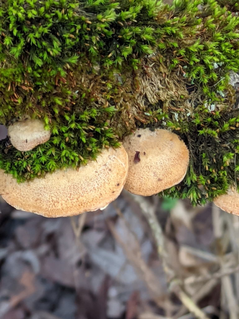 Phyllotopsis nidulans · December 2025 · photo: © naturalist57011 (iNaturalist, cc-by)