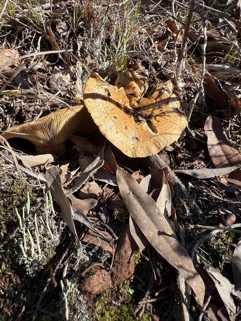 Lactarius alnicola · December 2025 · photo: © rogerraiche (iNaturalist, cc-by)