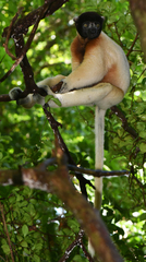 Propithecus coronatus