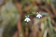Diastatea