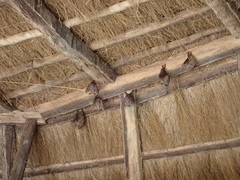 Epomophorus gambianus