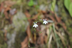 Diastatea