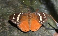 Aterica rabena