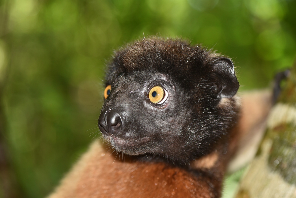 Crowned Sifaka