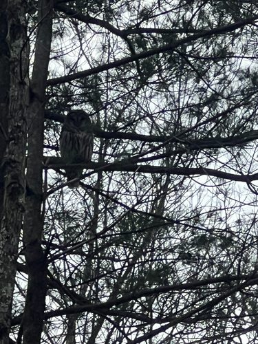 Barred Owl photographed in Rhode Island