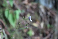 Diastatea