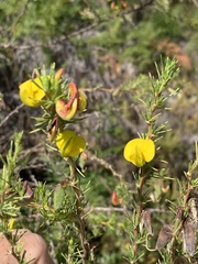 Aspalathus uniflora