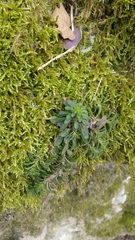 Sedum cepaea