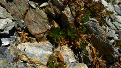 Epilobium rubro-marginatum