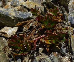 Epilobium rubro-marginatum