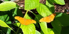 Dryas iulia largo