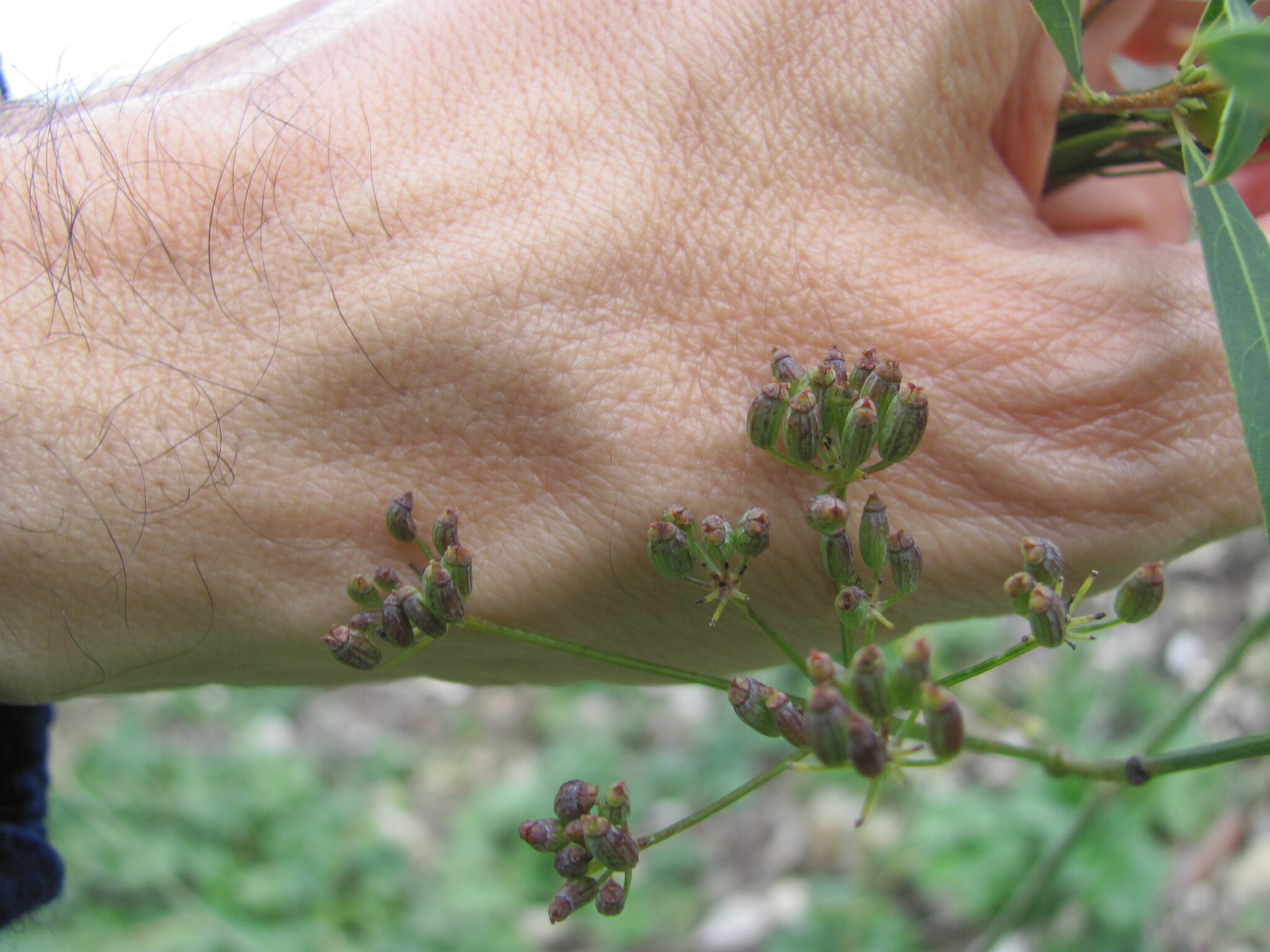 Foeniculum sanguineum