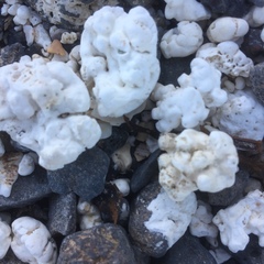 Phymatolithon calcareum