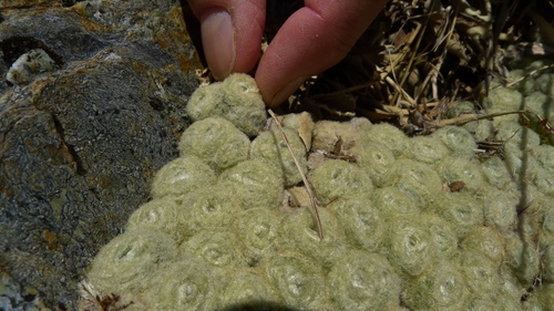 Image of Haastia pulvinaris by (c) Sarah Richardson, some rights reserved (CC BY)