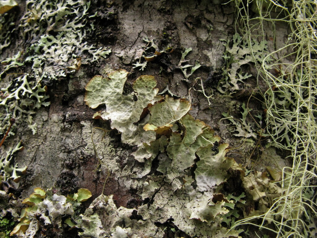 Platismatia interrupta