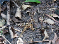 Anolis oculatus