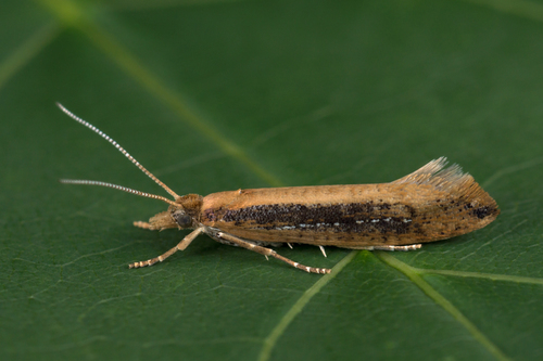 Ypsolophus ustella (Clerck, 1759)