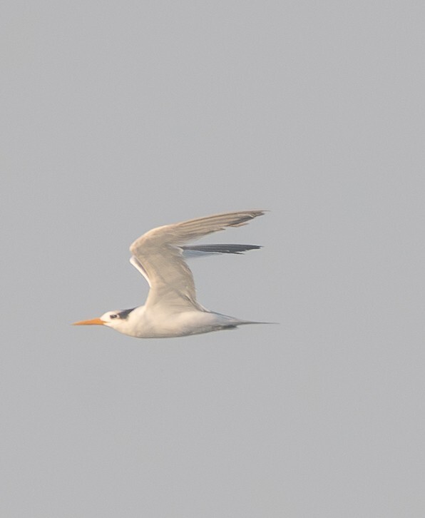 Lesser Crested Tern