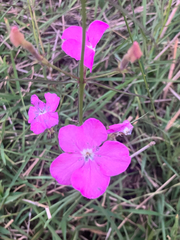 Cycnium tubulosum, photograph author not stated, no rights reserved
