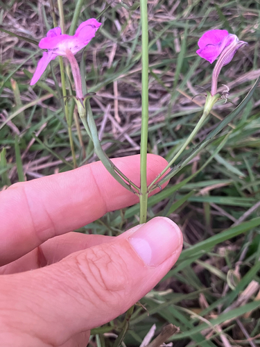 Cycnium tubulosum, photograph 3