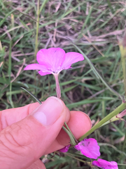 Cycnium tubulosum, photograph author not stated, no rights reserved