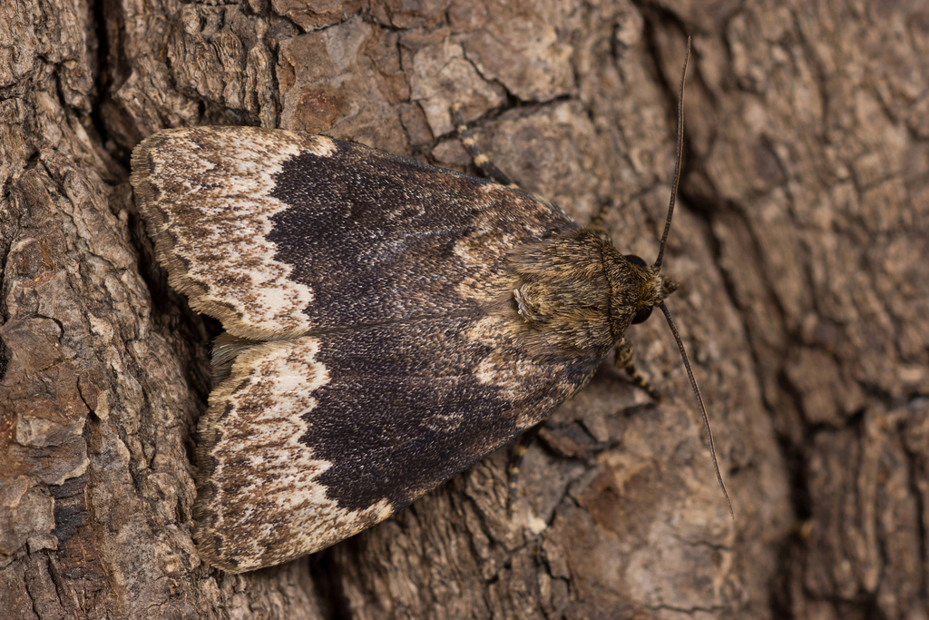 Amphipyra perflua