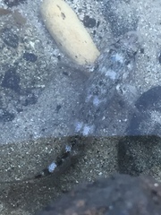 Mauligobius maderensis