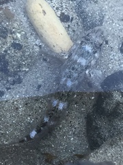 Mauligobius maderensis