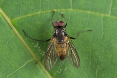 Thricops semicinereus
