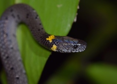 Pareas margaritophorus