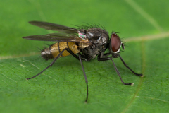 Thricops semicinereus