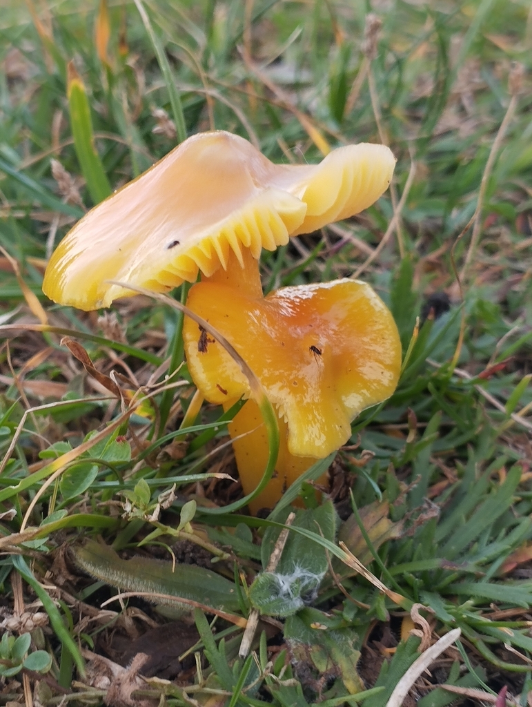 Hygrocybe acutoconica